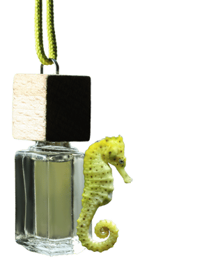 Seahorse